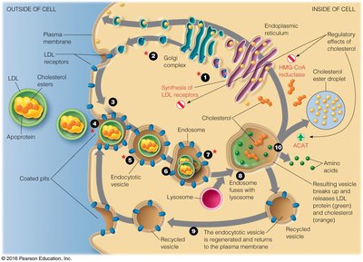 LDL receptor-mediated endocytosis and cholesterol regulation