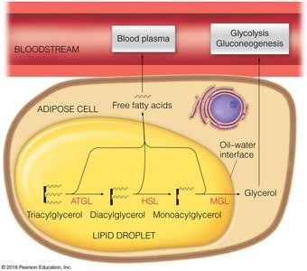 Mobilization of triacylglycerols by lipases in adipose tissue