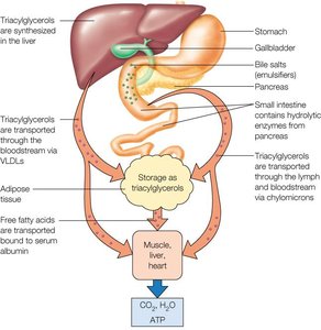 Overview of triacylglycerol metabolism and transport in the body