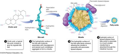 Role of bile salts in lipid digestion and micelle formation