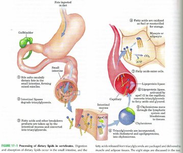 Processing of dietary lipids in vertebrates