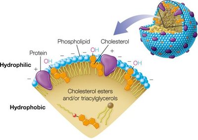 Structure of a plasma lipoprotein