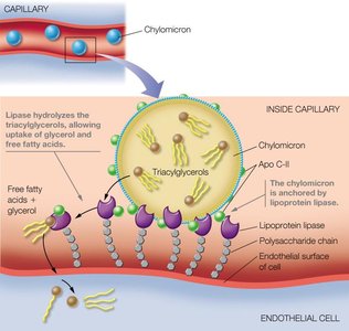 Hydrolysis of triacylglycerols in chylomicrons by lipoprotein lipase
