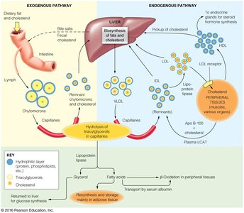 Exogenous and endogenous pathways of lipoprotein metabolism