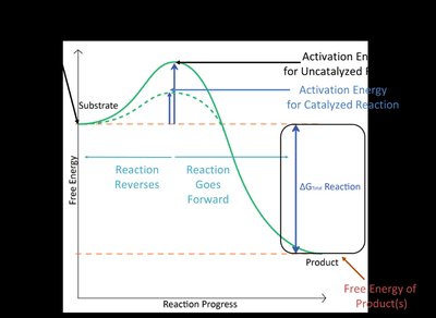 Reaction coordinate diagram