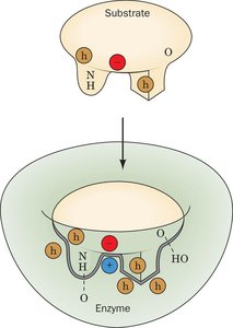 Enzyme-substrate complementarity