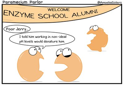 Enzyme denaturation cartoon