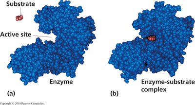 Enzyme-substrate complex formation