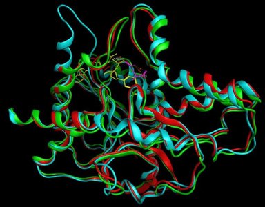 Structural comparison of enzyme conformations