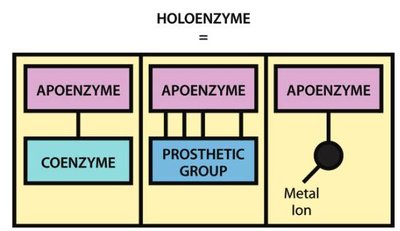 Holoenzyme vs apoenzyme diagram