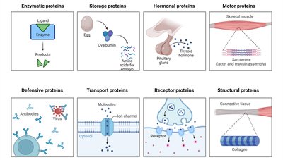 Types of protein functions