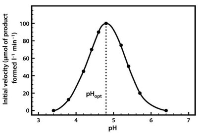 Effect of pH on enzyme activity