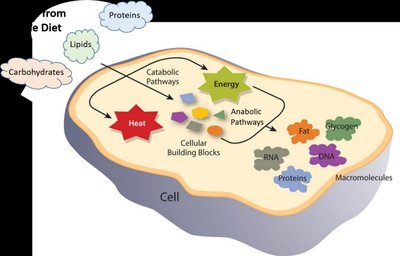 Metabolic pathways in a cell