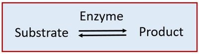 Substrate to product reaction