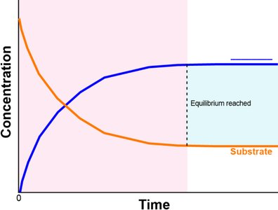 Substrate and product concentrations reaching equilibrium