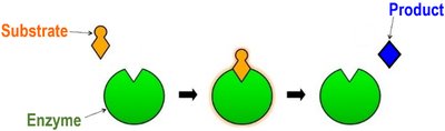 Enzyme lowers activation energy compared to uncatalyzed reaction