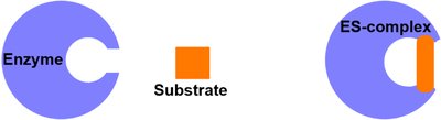 Lock & Key model of enzyme-substrate binding