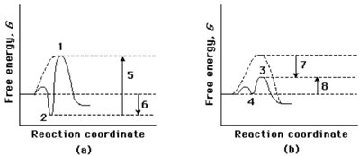 Induced Fit model of enzyme-substrate binding