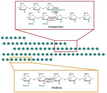 Amylopectin and amylose structure