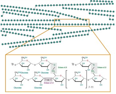 Glycogen structure: branched polysaccharide