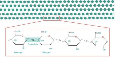 Cellulose structure: β(1,4) linkages