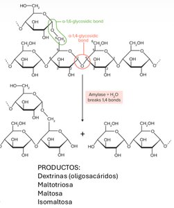 Amylase action on starch