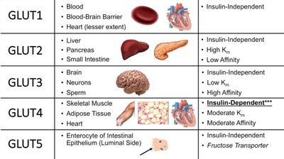 GLUT isoforms and tissue distribution