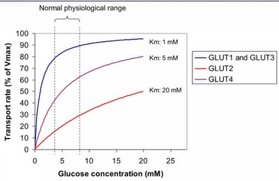 GLUT kinetics: transport rate vs. glucose concentration