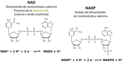 NAD and NADP structure and reactions