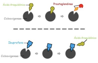 Competitive inhibition: Ibuprofen and cyclooxygenase