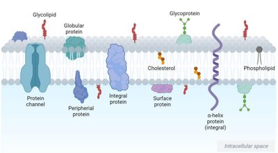 Membrane structure: proteins, lipids, carbohydrates