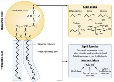 Phospholipid structure and lipid classes
