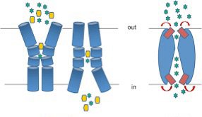 Facilitated diffusion and channel/carrier proteins
