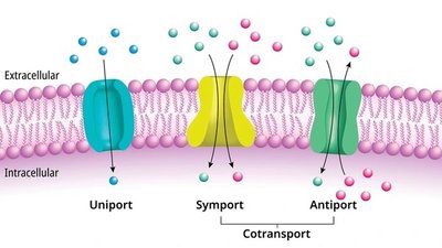 Types of membrane transport: uniport, symport, antiport