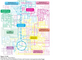 Metabolic pathway map