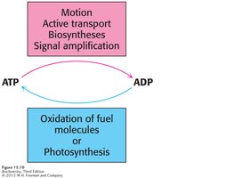 ATP-ADP cycle diagram