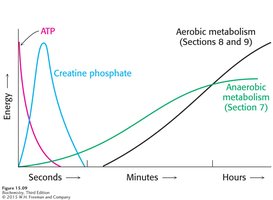 Energy sources during exercise