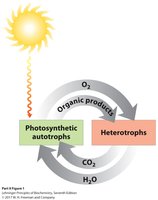 Energy flow between photosynthetic autotrophs and heterotrophs
