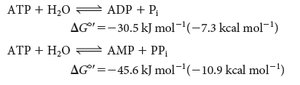 ATP hydrolysis equations and free energy changes