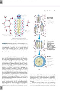 Amphipathic molecules, micelles, and bilayers
