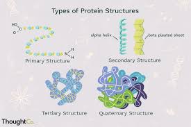 Types of Protein Structures: Primary, Secondary, Tertiary, Quaternary