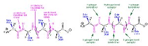 Hydrogen bonding in polypeptide backbone