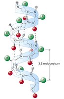 α-helix structure with hydrogen bonds and side chains