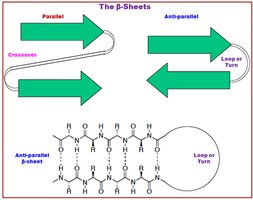 Parallel and antiparallel β-sheets