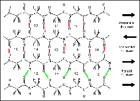 β-sheet hydrogen bonding patterns