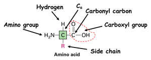 Amino acid structure and peptide bond formation