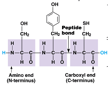 Polypeptide chain showing N-terminus, C-terminus, and peptide bonds