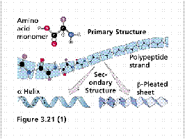 Primary and secondary structure elements: α-helix and β-pleated sheet