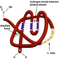 Tertiary structure: 3D folding with α-helix, β-sheet, and disulfide bond
