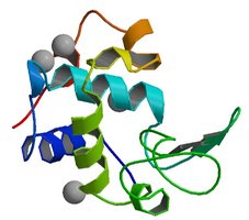 Lysozyme 3D folded shape